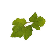 Novritsch Leaf Camo – LC1