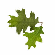 Leaf Camo – LC4